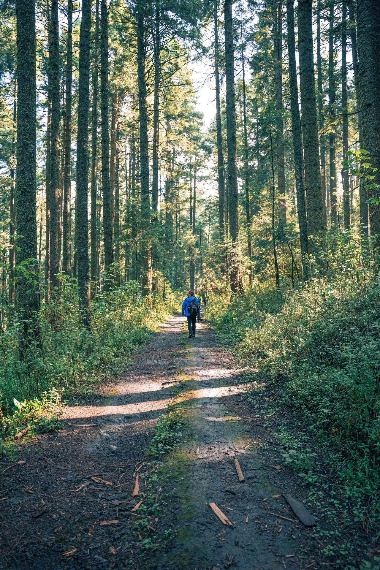 Senderismo en el bosque de Monte Alto